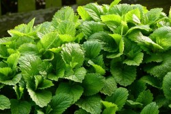 lemon-balm.jpg