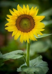 mini-sunflower.jpg