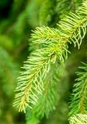 spruce5